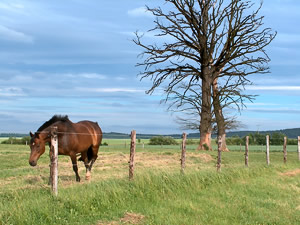 Pferde bringen Bäume um © EGE