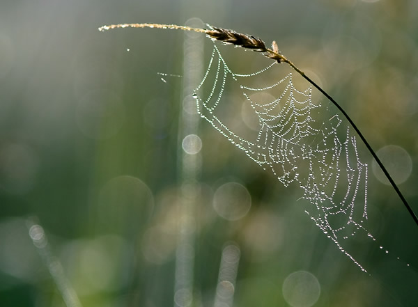 Spinnennetz © Eberhard Giese