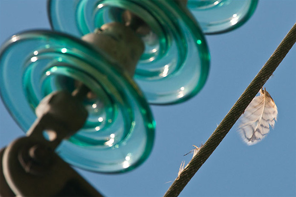 Stromseil mit Uhufeder © Siegmar Bergfeld
