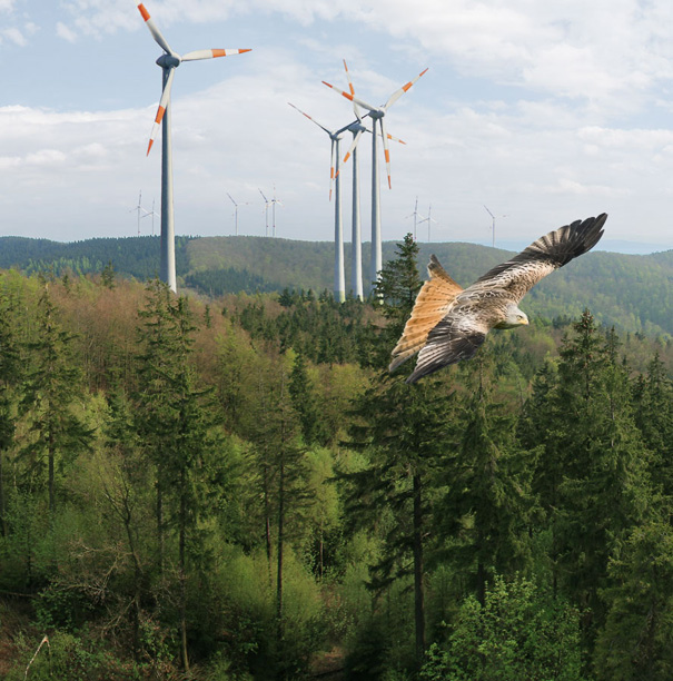 Rotmilan vor Windenergieanlagen © Montage Michael Papenberg/Rosl Rößner