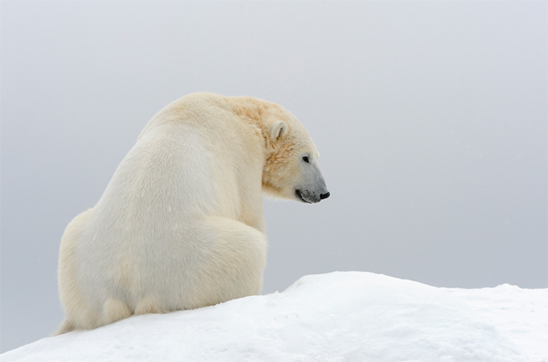 Eisbär © Gordana und Ralf Kistowski