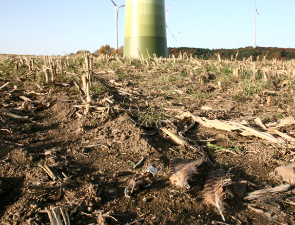 Überreste eines toten Uhus im Windpark © Stefan Brücher
