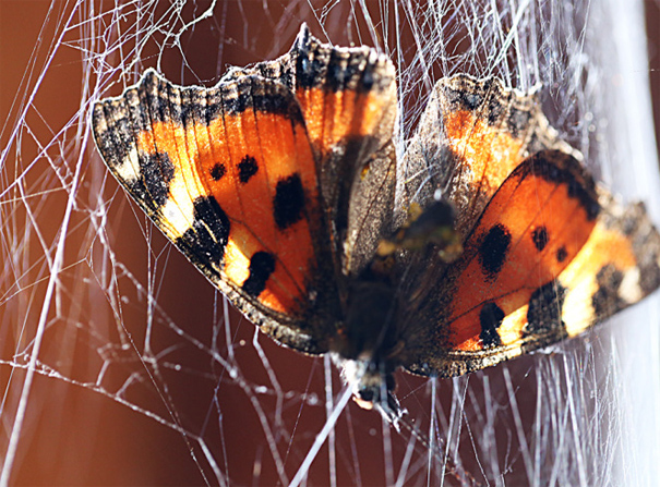 Schmetterling im Spinnenetz, © Charlotte Stampfli