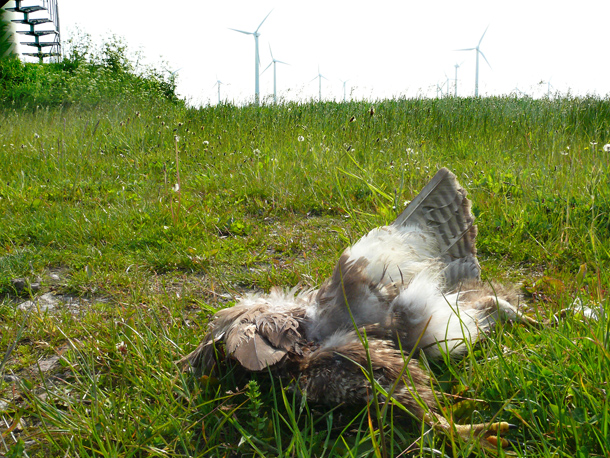 Windenergieopfer Mäusebussard © Wattenrat Ostfriesland