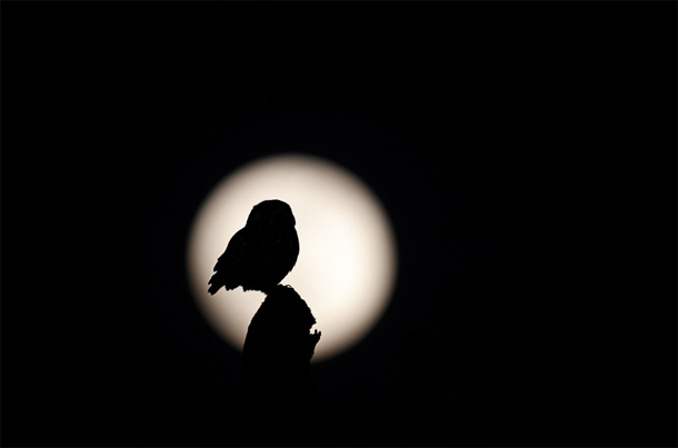 Steinkauz vor Mond © Rosl Rößner