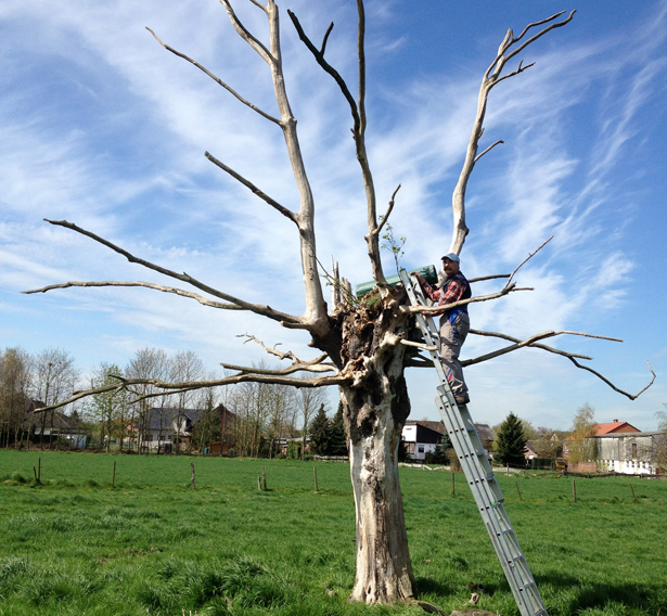 Abgestorbener Baum mit Steinkauzröhre © Bernd Bäumer