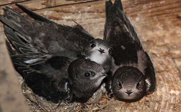 Junge Mauersegler im Nest © Bernhard Glüer