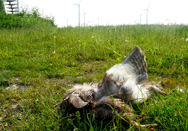 Windenergieopfer Mäusebussard © Wattenrat Ostfriesland