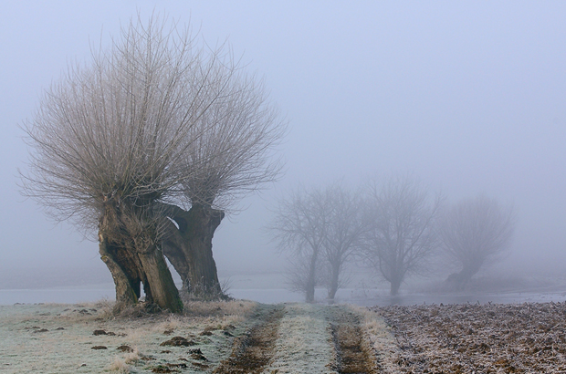 Kopfweiden im Nebel © Gordana und Ralf Kistowski