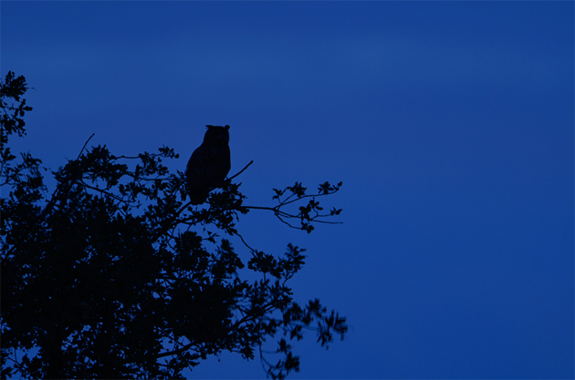 Uhu vor Nachthimmel © www.wunderbareerde.de