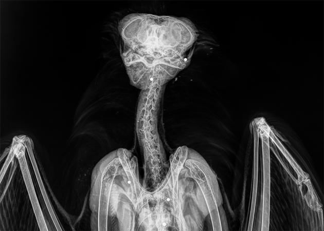 Toter Uhu, Röntgenbild © Tierärztliche Hochschule Hannover