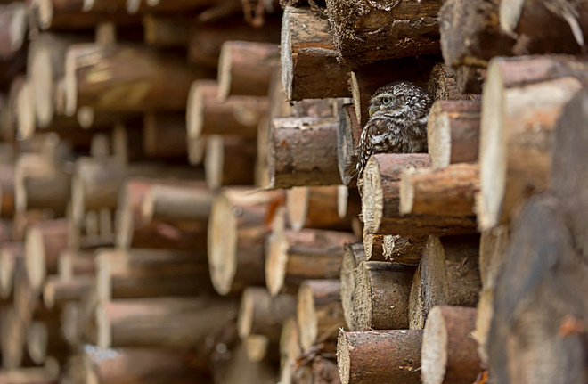 Steinkauz in einem Holzstapel © www.wunderbare-erde.de