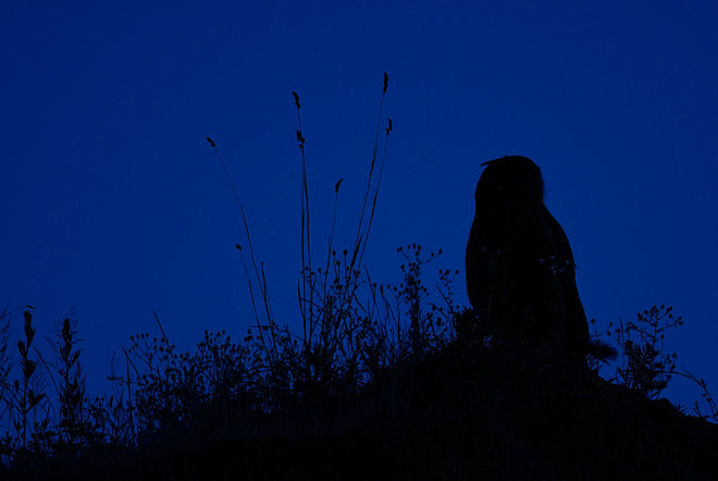 Uhu vor Nachthimmel © www.wunderbare-erde.de