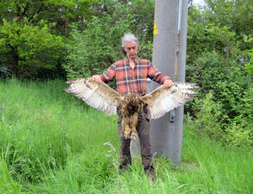 Tod im Europäischen Vogelschutzgebiet