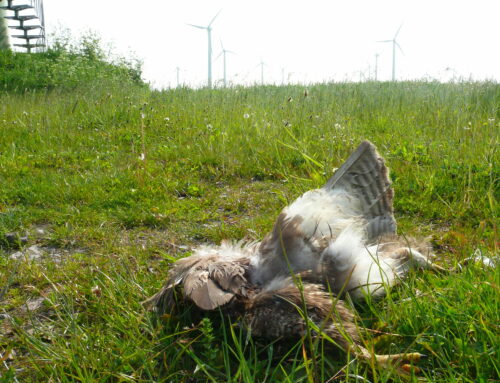 Naturschutz im Abseits