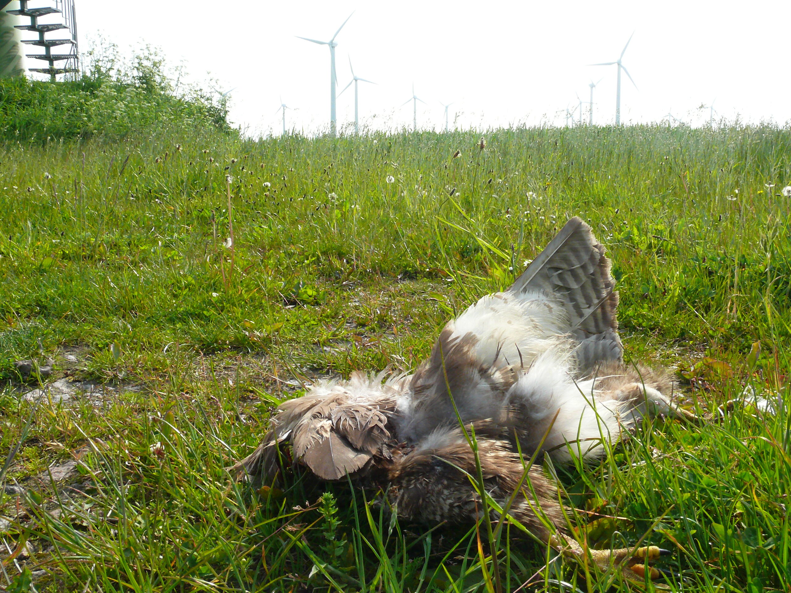 Windenergieopfer Mäusebussard © Manfred Knake