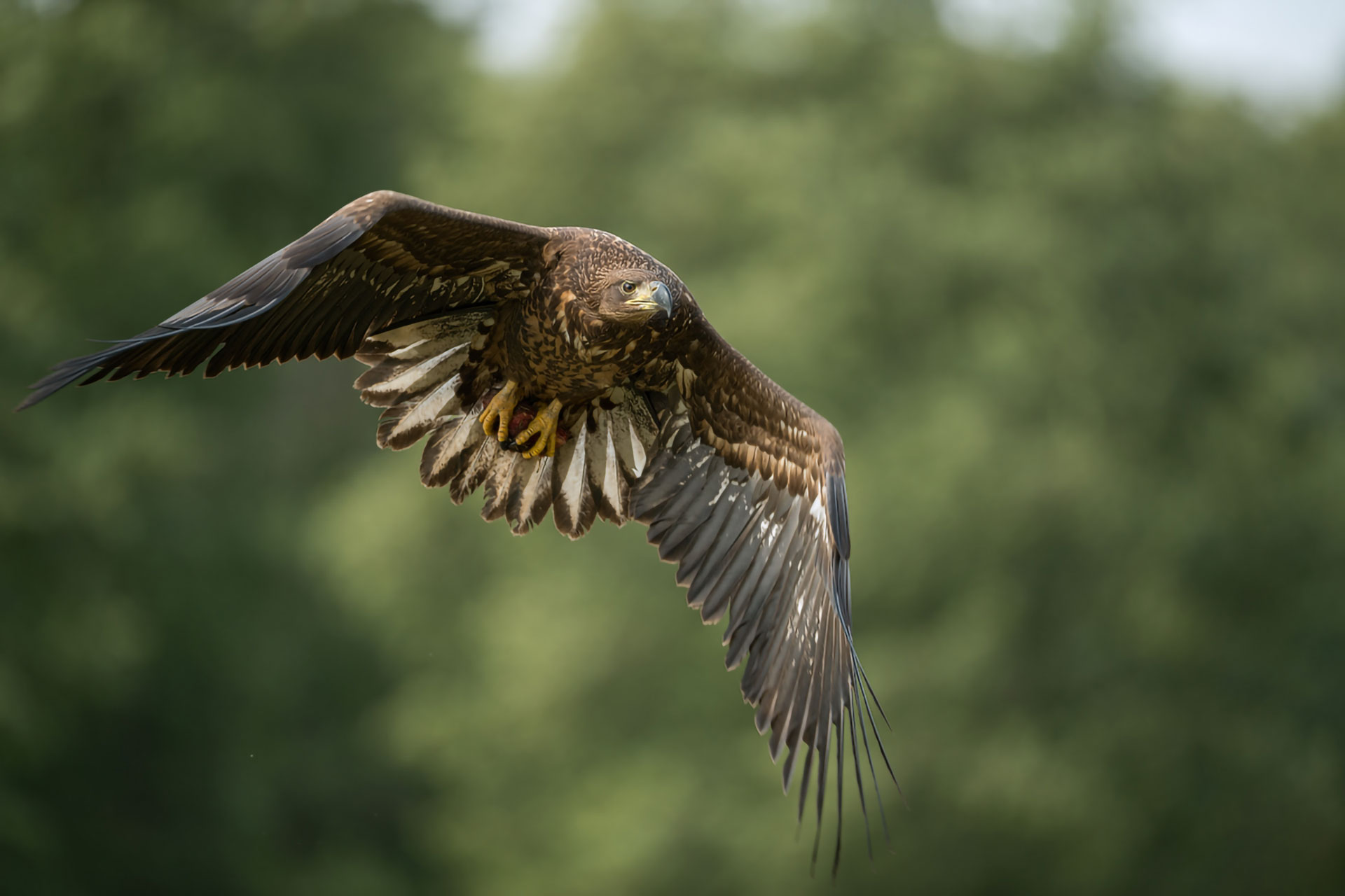 Junger Seeadler © www.wunderbare-erde.de