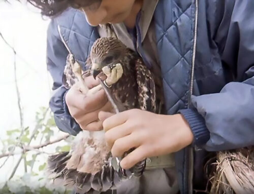 Der lange Atem des Naturschutzes