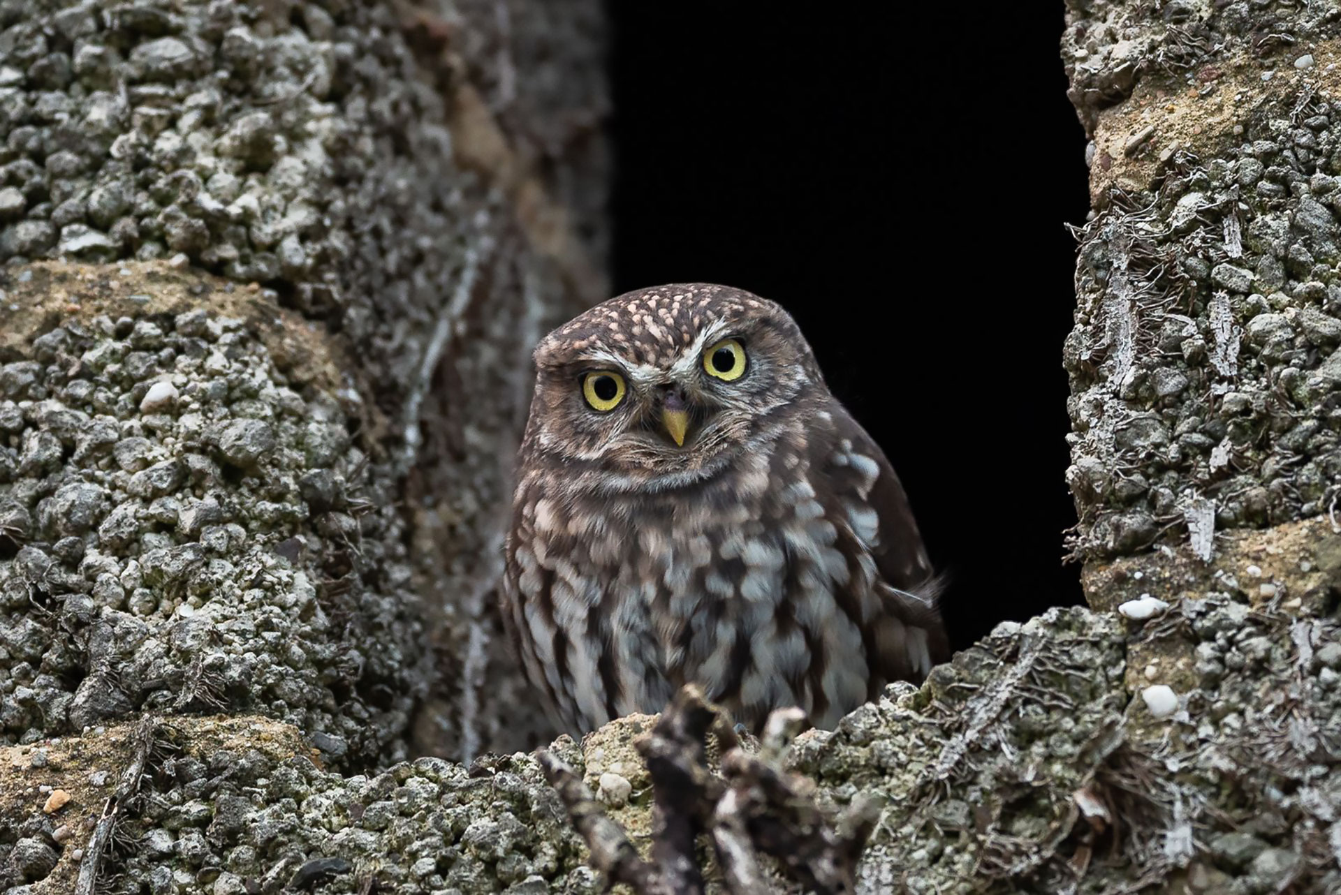 Steinkauz © Christian Jakobs