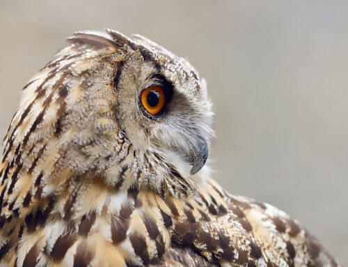 Flugverkehr versus Vogelflug