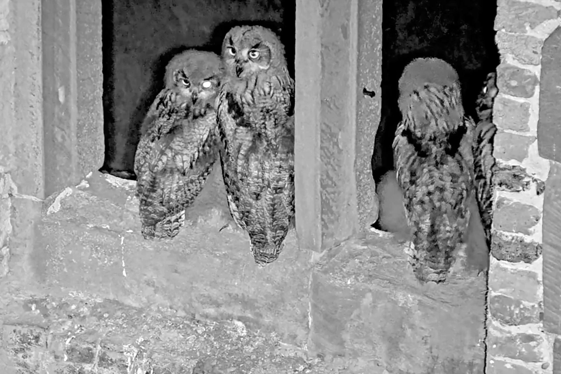 Die vier munteren Junguhus in der Burgruine.