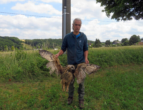 Uhu stirbt nach Versäumnissen von Netzbetreiber und Naturschutzbehörde
