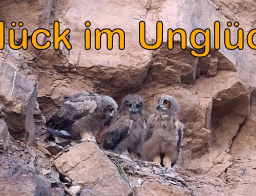 Aus dem Alltag der Uhuschützer