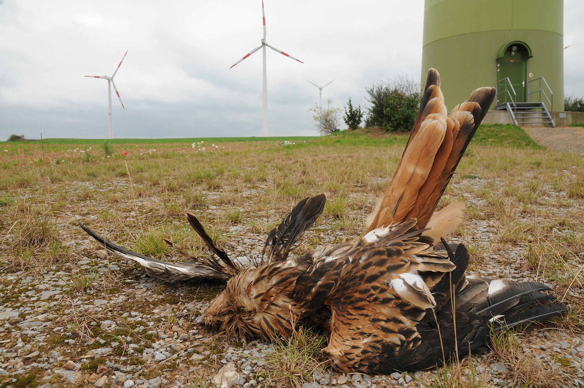 Windenergieopfer Rotmilan © Christan Gelpke