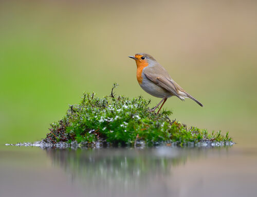 EuGH bezieht Position im Vogelschutzrecht