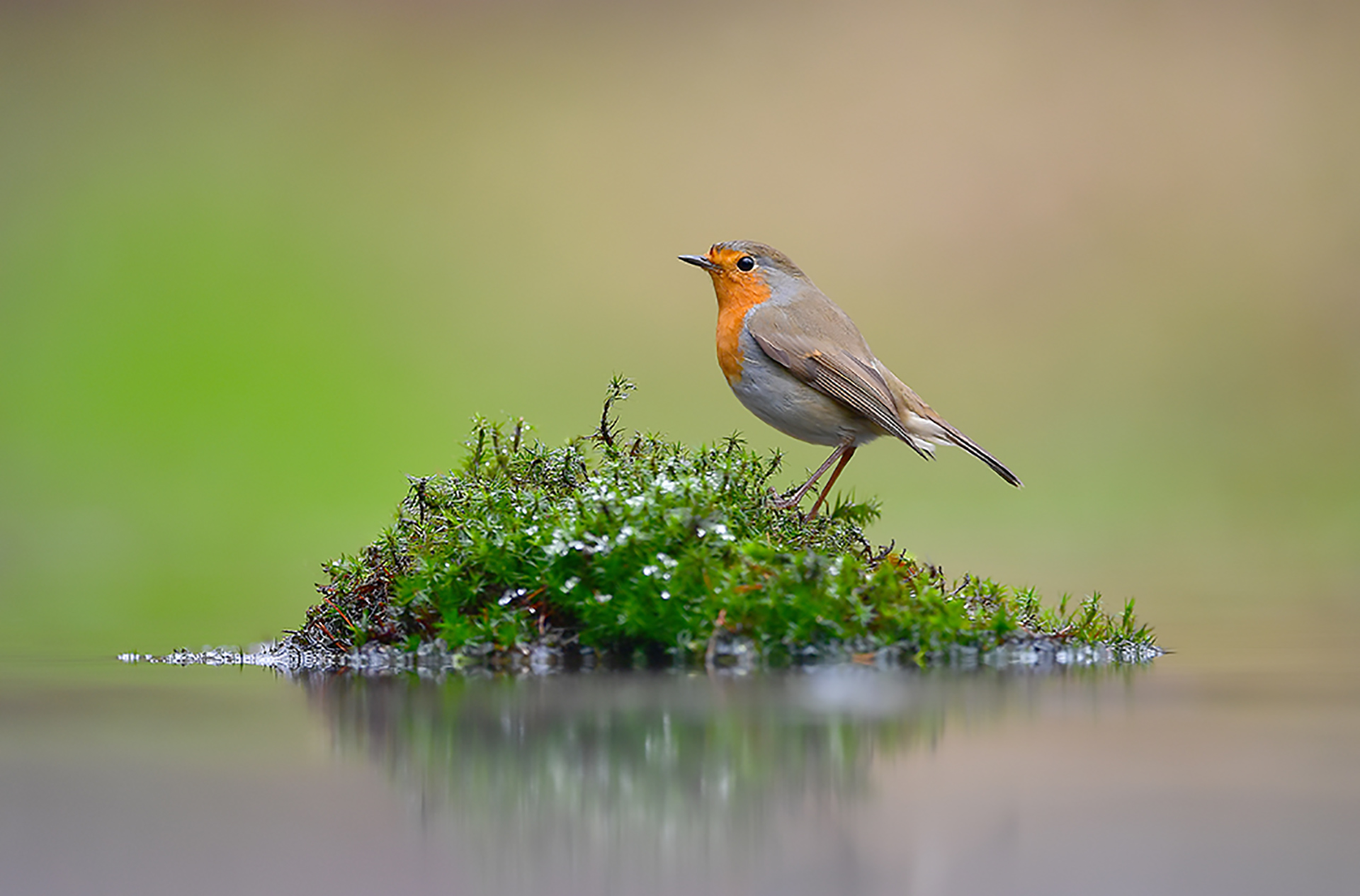 Rotkehlchen © www.as-naturfotografie.de