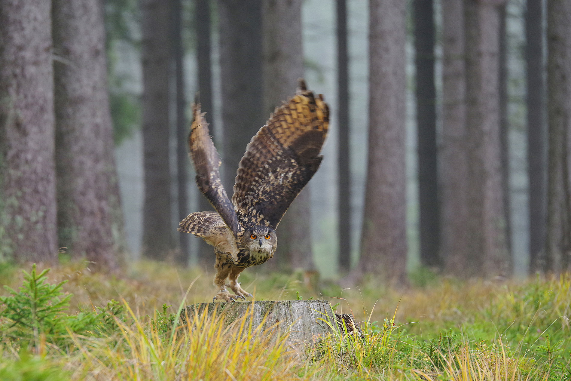 Uhu beim Start © www.as-naturfotografie.de