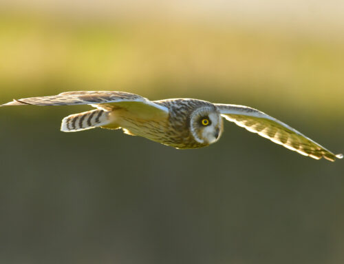 Hoffnungen auf neue EU-Verordnung?