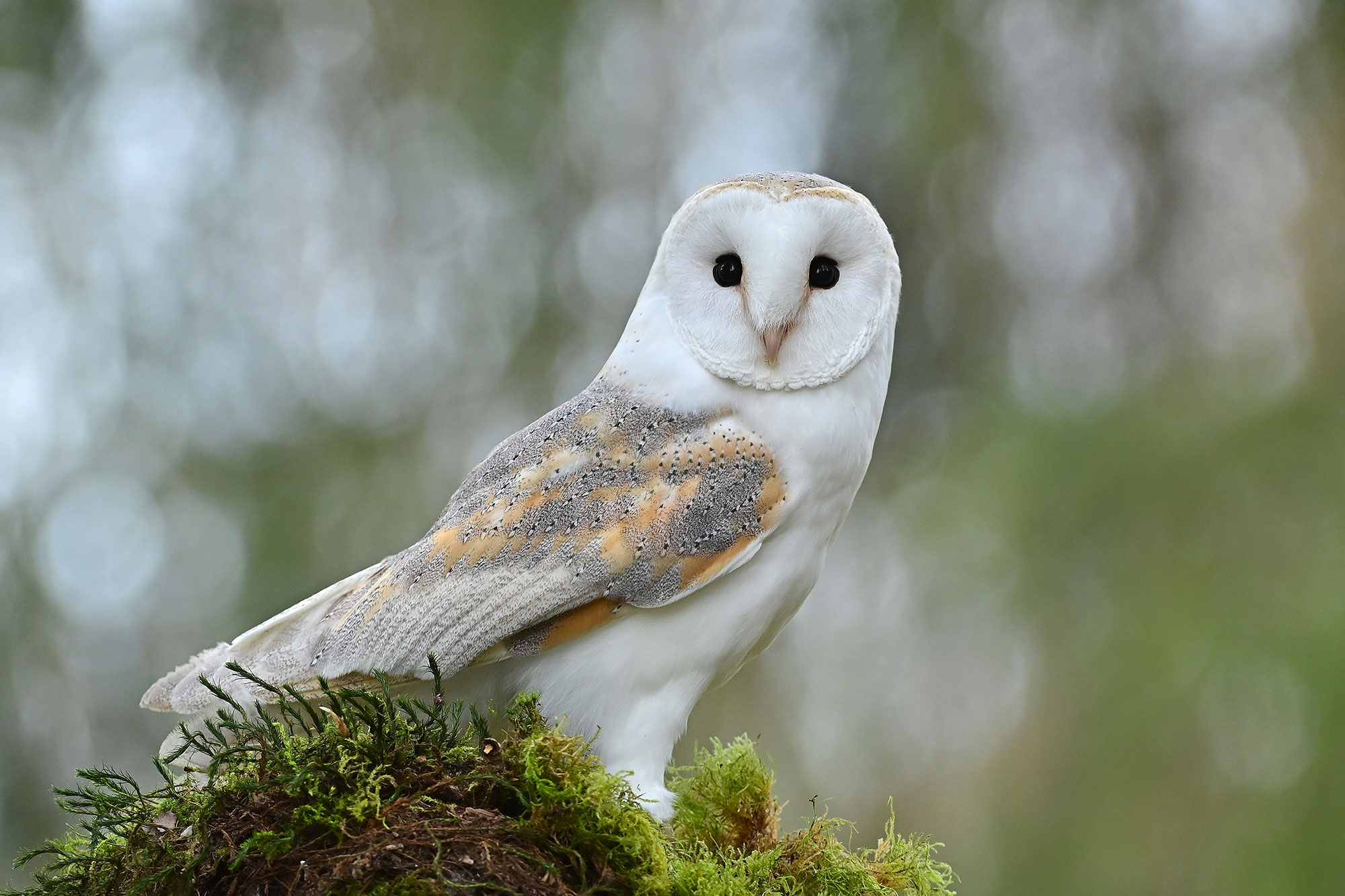 Schleiereule © www.as-naturfotografie.de