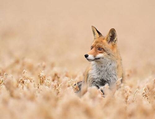 Verbände müssen Strategiewechsel vollziehen!
