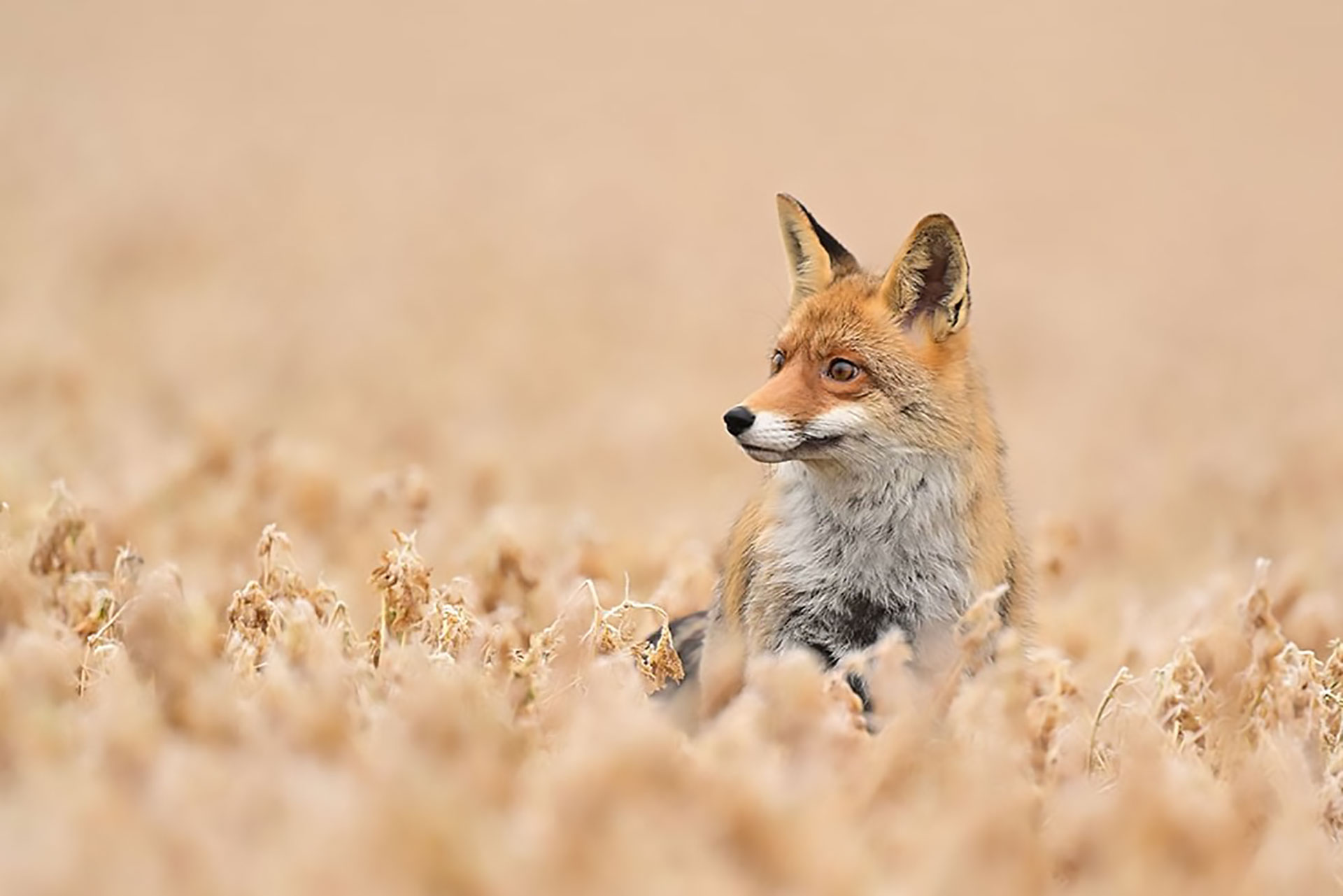 Fuchs © www.as-naturfotografie.de
