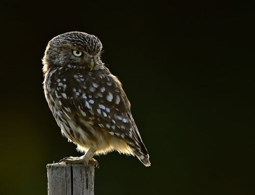 Rückblick: EGE-Steinkauzprojekt im Jahr 2025