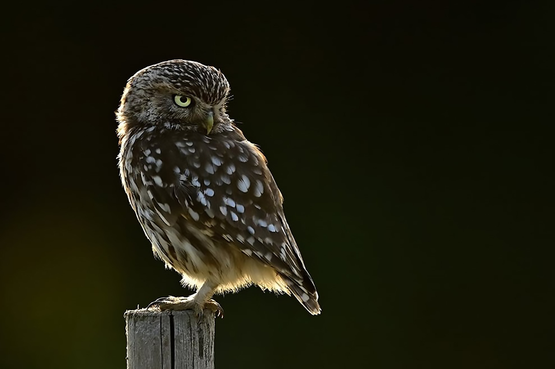 Steinkauz © www.as-naturfotografie.de