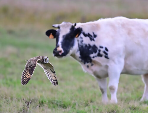 Infrastruktur-Zukunftsgesetz zu Lasten des Naturschutzes