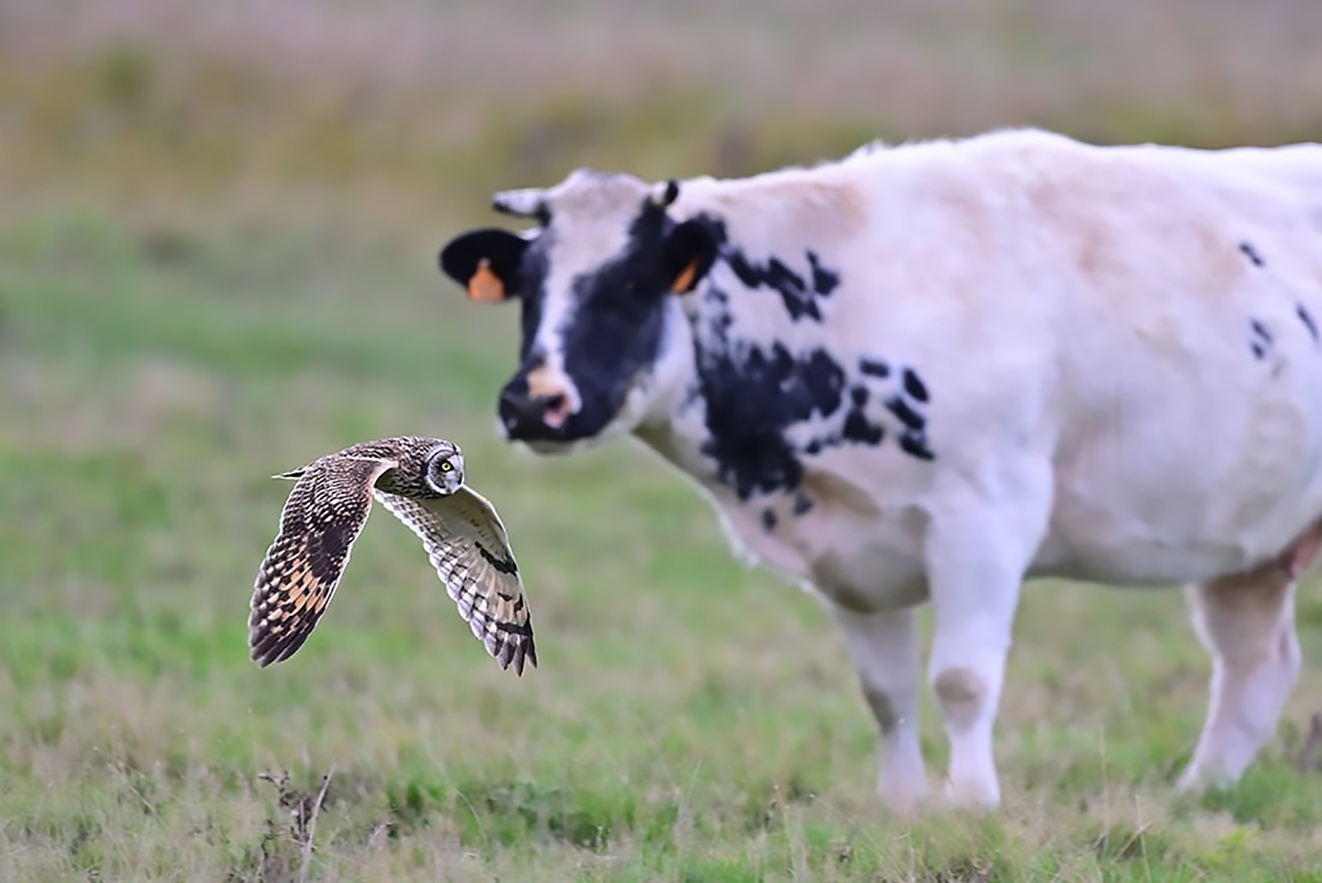 Sumpfohreule © www.as-naturfotografie.de