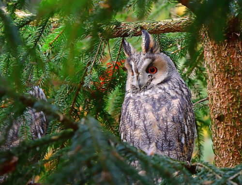 Silvesterfeuerwerk-Nachlese