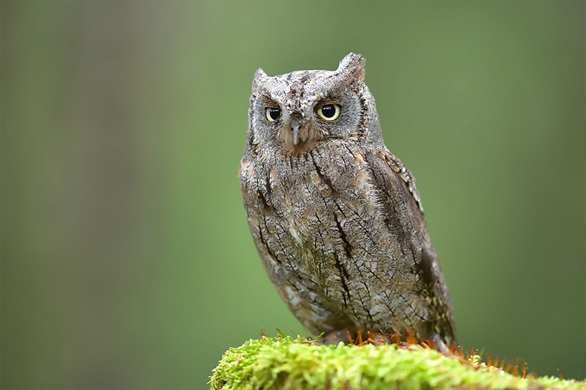 Zwergohreule © www.as-naturfotografie.de
