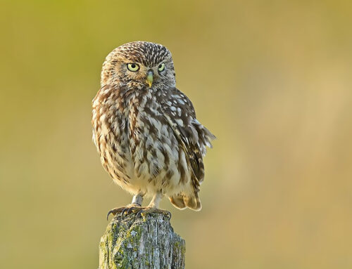 Der Steinkauz in der Städteregion Aachen 2025