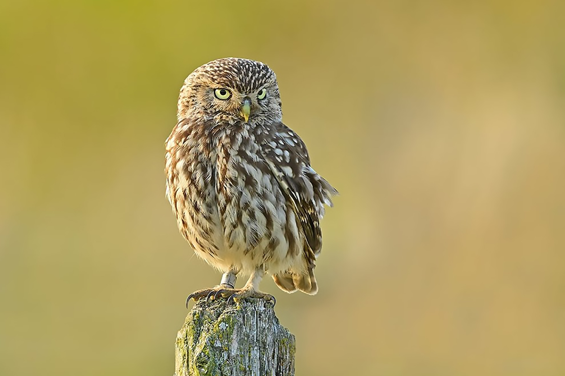 Steinkauz © www.as-naturfotografie.de