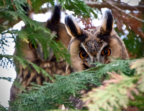 Waldohreulen-Versammlungen