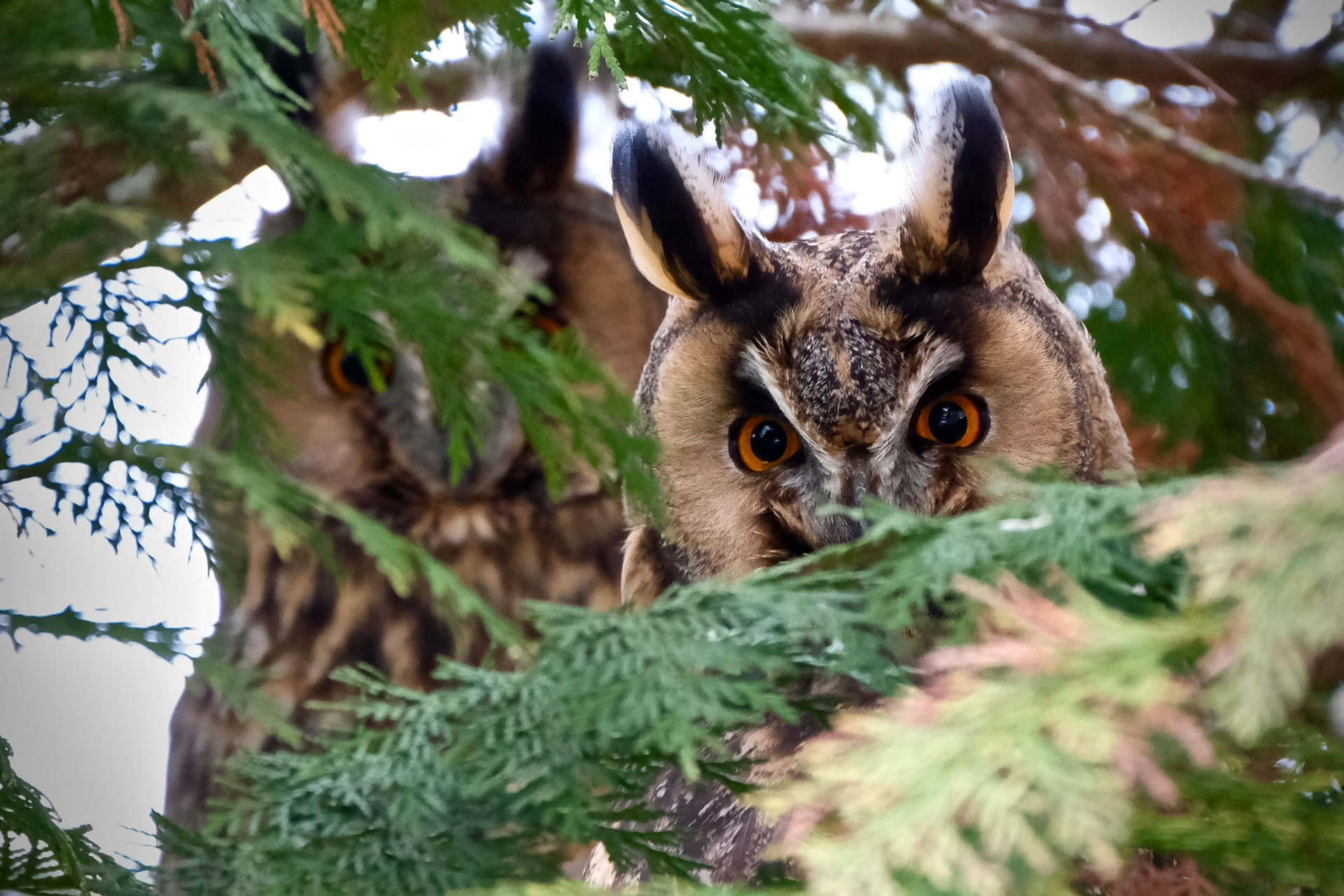 Waldohreulen © Joachim Achtzehn