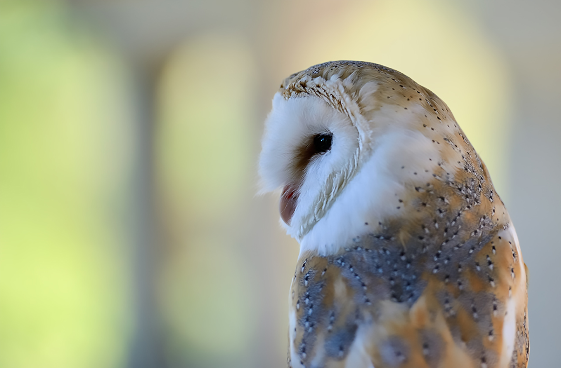 Schleiereule © www.wunderbare-erde.de