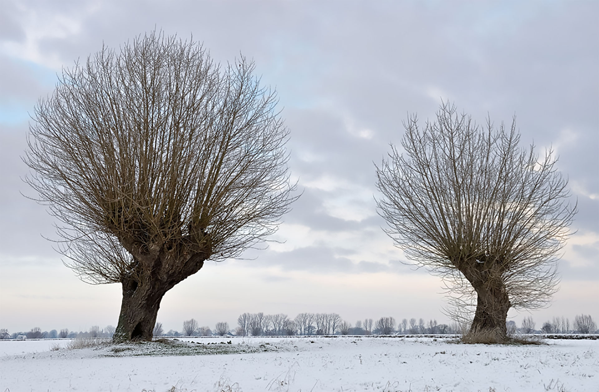 Kopfweiden im Winter © www.wunderbare-erde.de