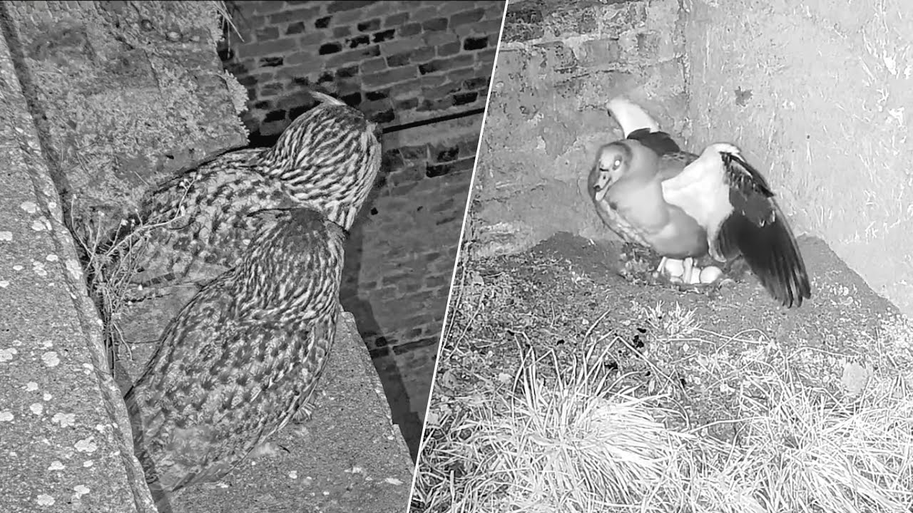 „Arena Burgruine“