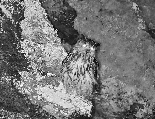 Brutbeginn in vielen Uhurevieren – erstes Ei bei Lotte