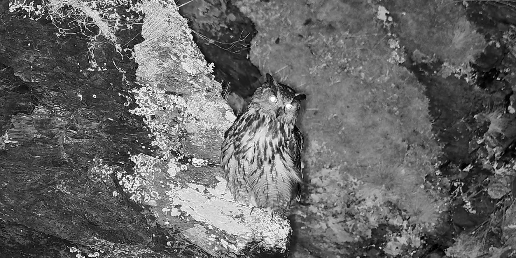 Brutbeginn in vielen Uhurevieren – erstes Ei bei Lotte